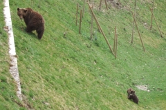 Kleine Bären-Kinder im Berner Bärengraben